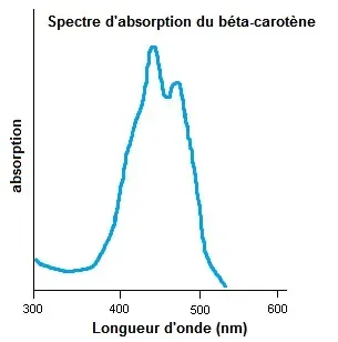The Β-Carotene card