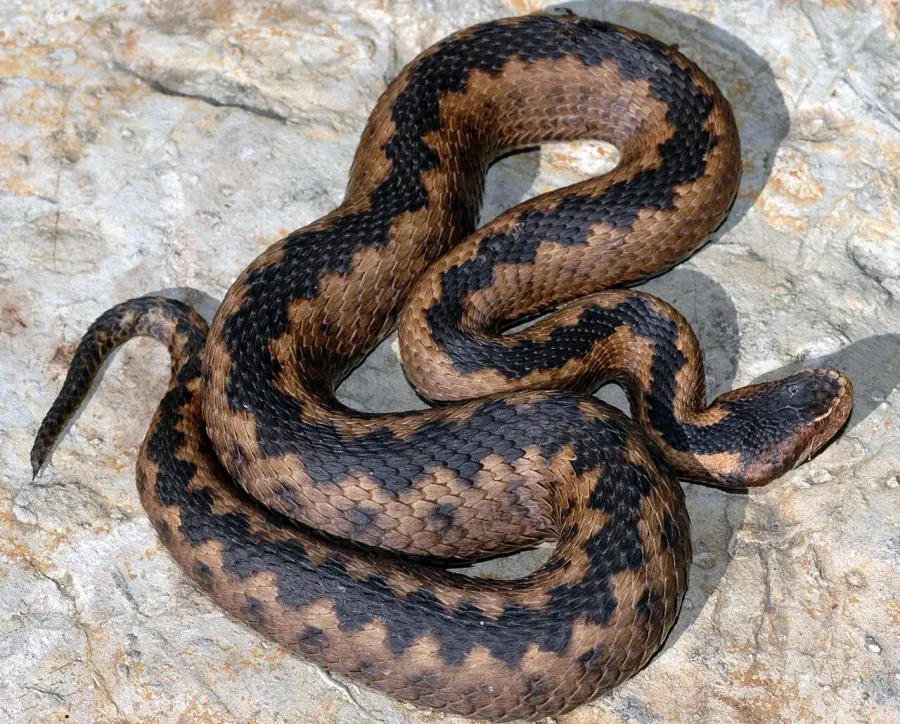 The Vipera orlovi card