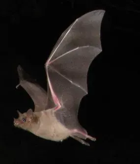 La carte Leptonycteris curasoae