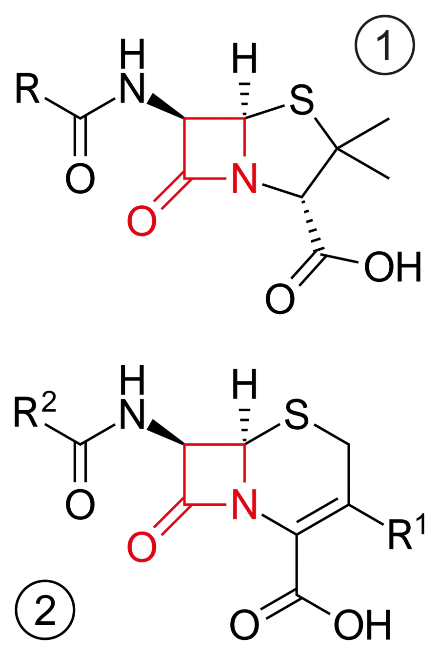 The Β-Lactam antibiotic card
