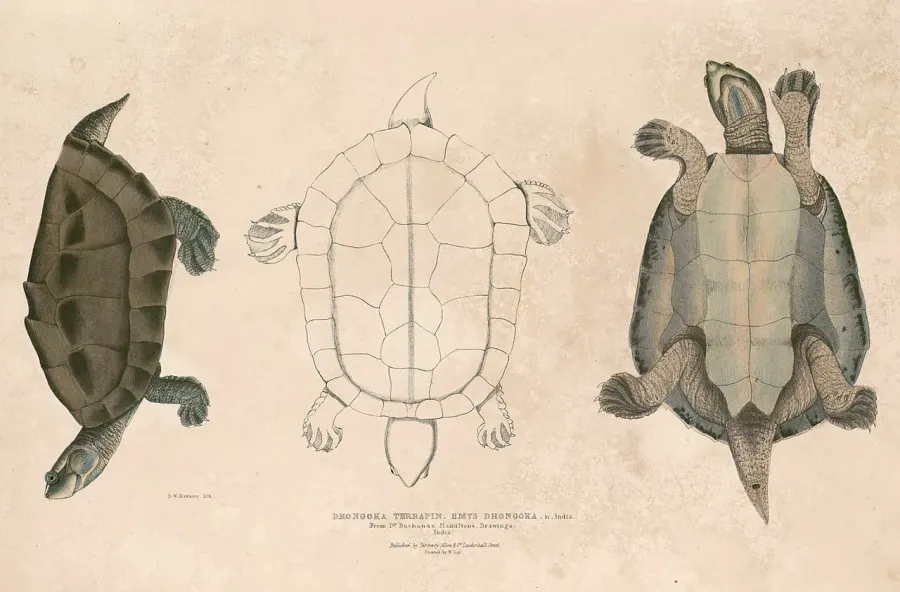 The Three-striped roofed turtle card