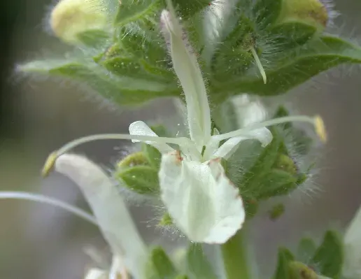 La carte Salvia austriaca