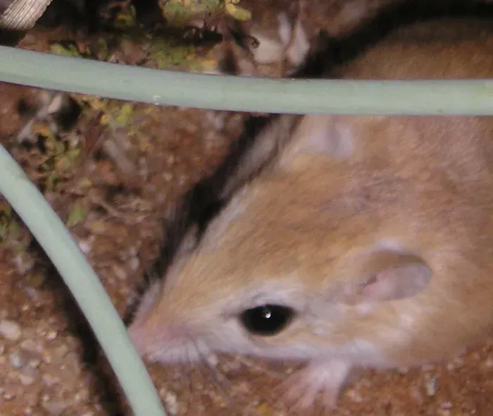 The Hairy-footed gerbil card