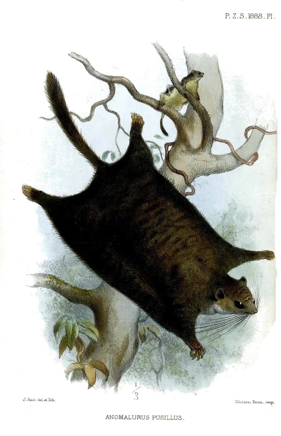 The Dwarf scaly-tailed squirrel card