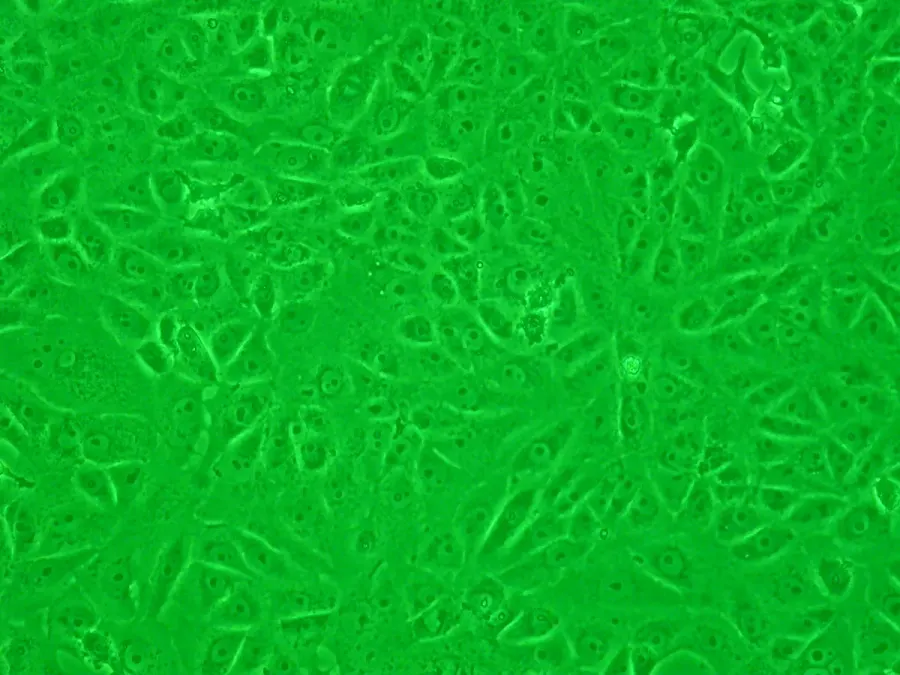 The Vero cell card