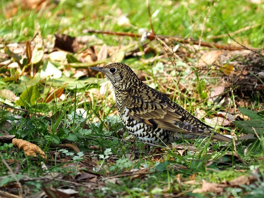 The Amami thrush card