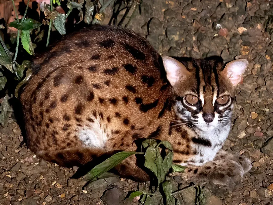 La carte Prionailurus javanensis