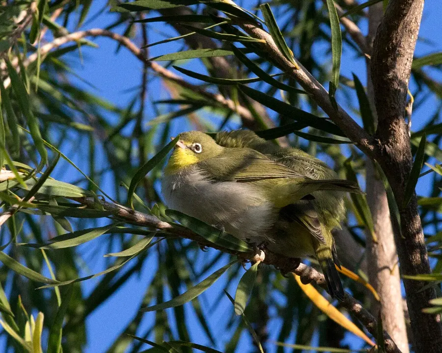 The Ethiopian white-eye card