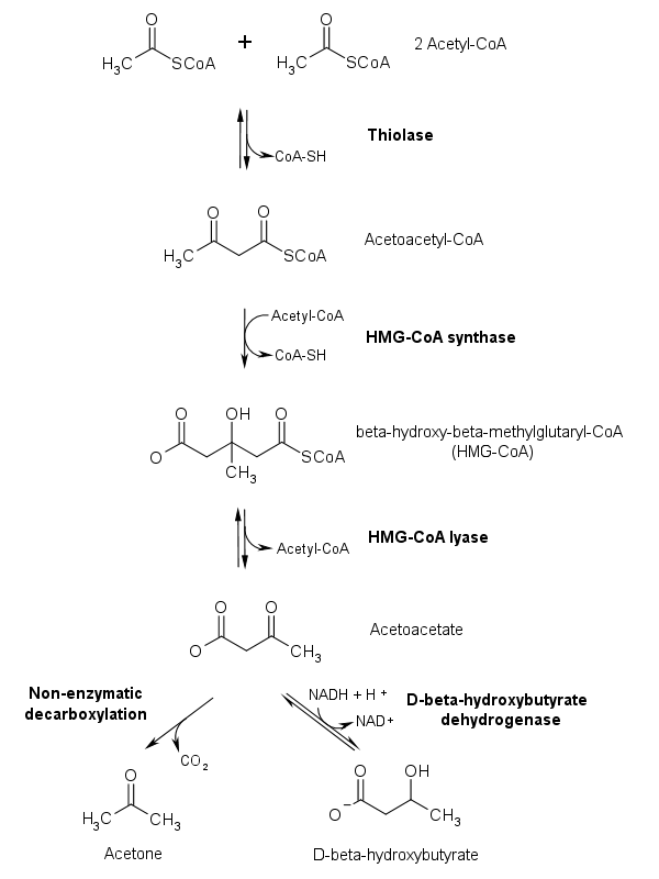 La carte 3-Hydroxy-3-méthylglutaryl-coenzyme A