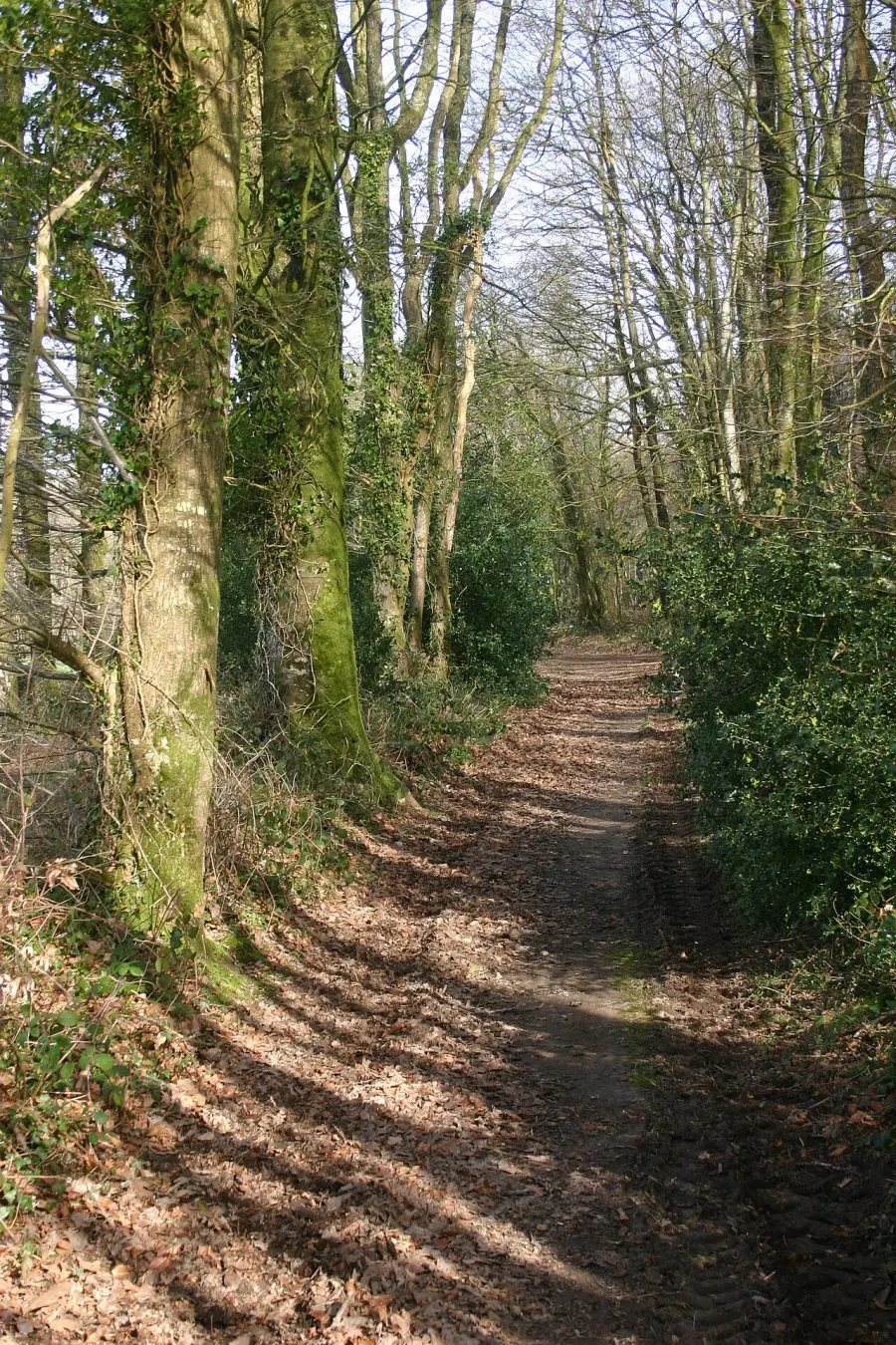 The Forêt de Quénécan card