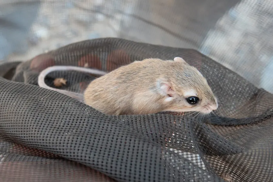 The Pleasant gerbil card