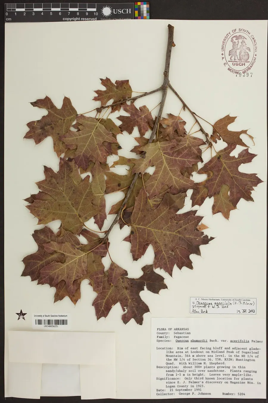 The Quercus acerifolia card