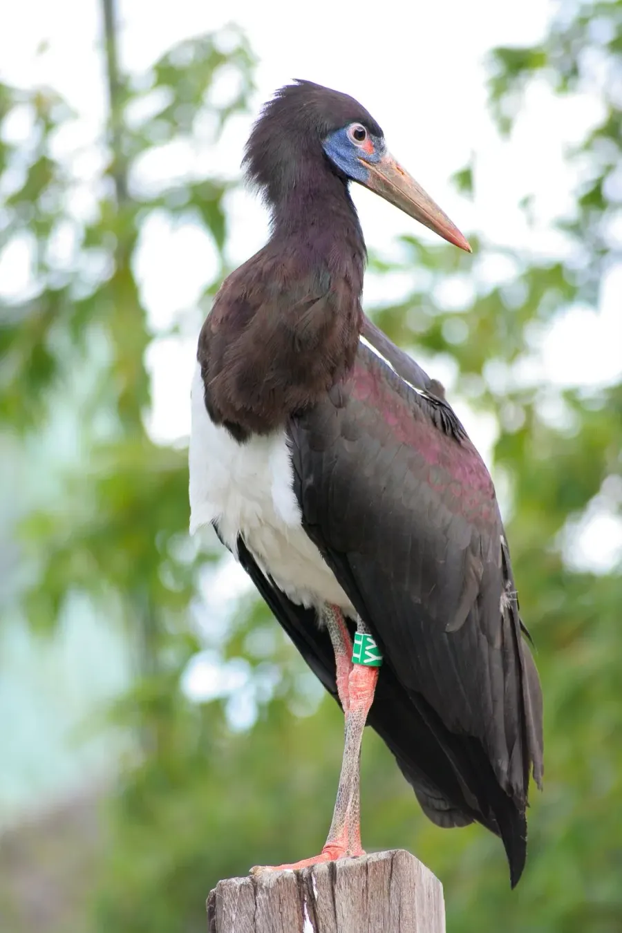 The Abdim's stork card