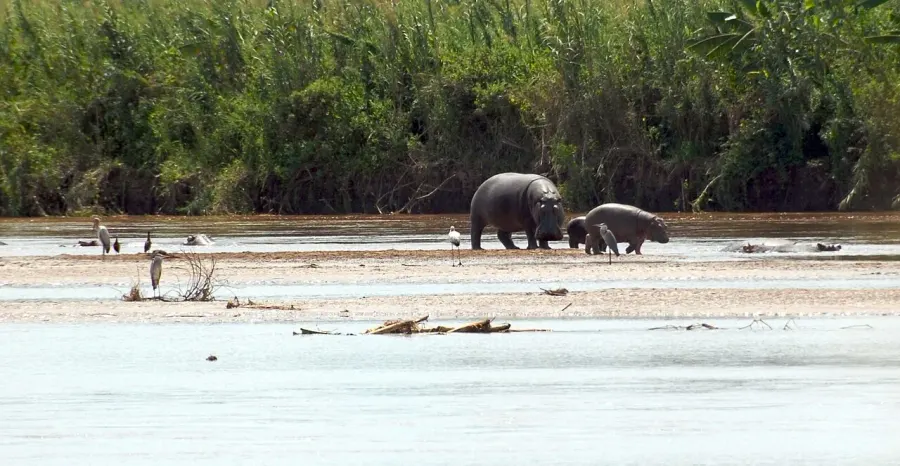 The Rusizi National Park card