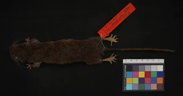 La carte Rat mangeur de crabes de Pittier