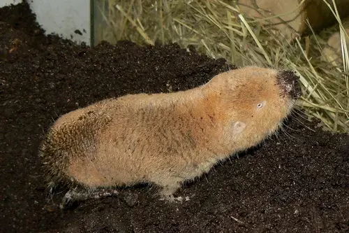 The Mechow's mole-rat card