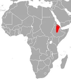La carte Asellia patrizii