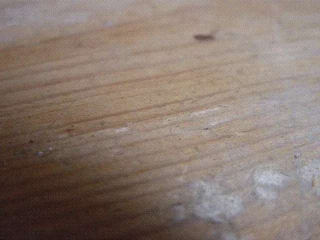 The Stop motion card