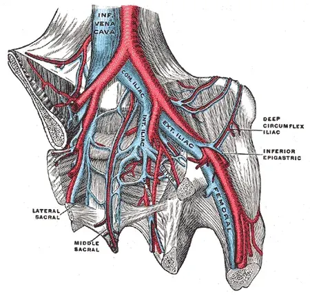 The External iliac vein card