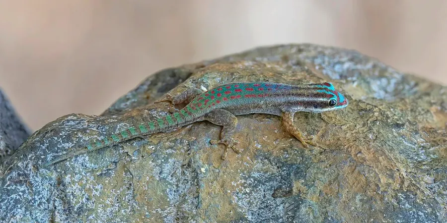 La carte Gecko diurne orné de l'île Maurice