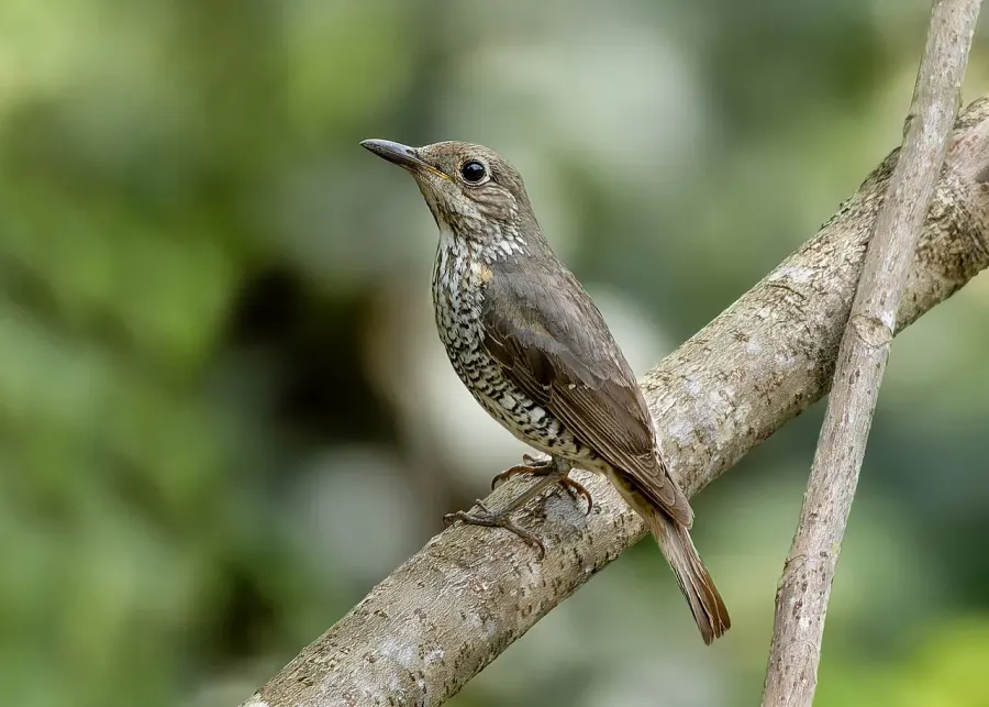 The Makira thrush card