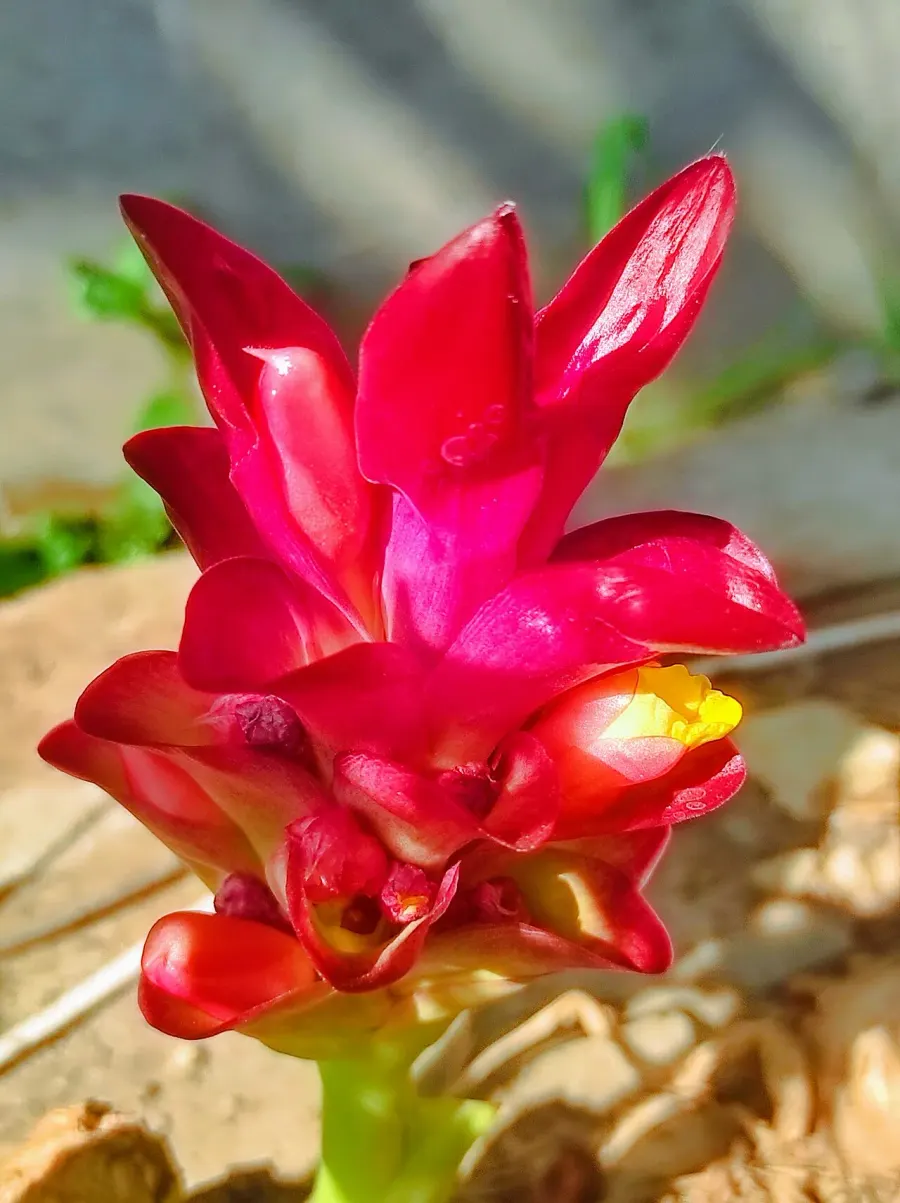 The Curcuma zanthorrhiza card