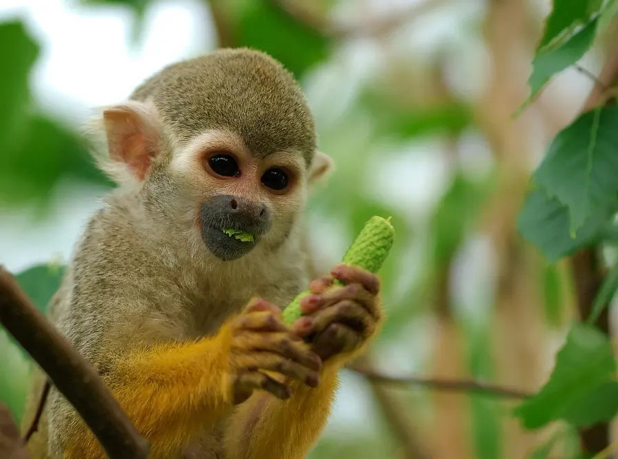 The Squirrel monkey card
