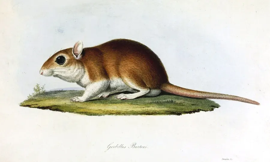 The Burton's gerbil card