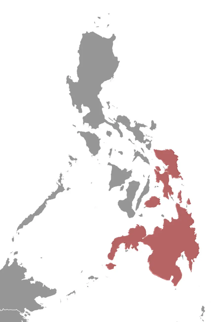 The Philippine pygmy squirrel card