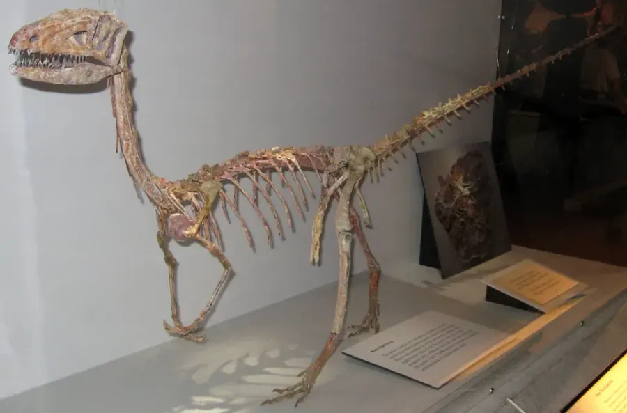 The Coelophysis card