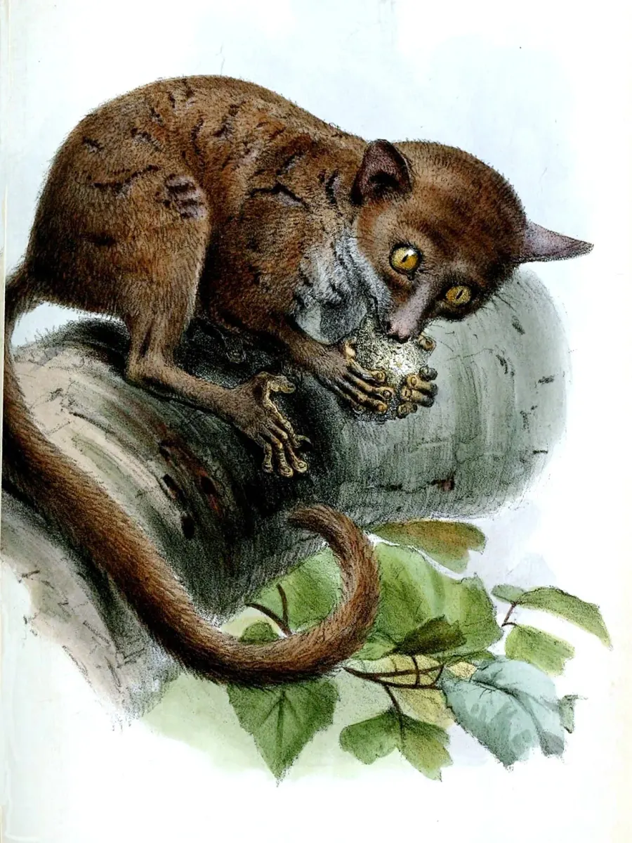 The Western dwarf galago card
