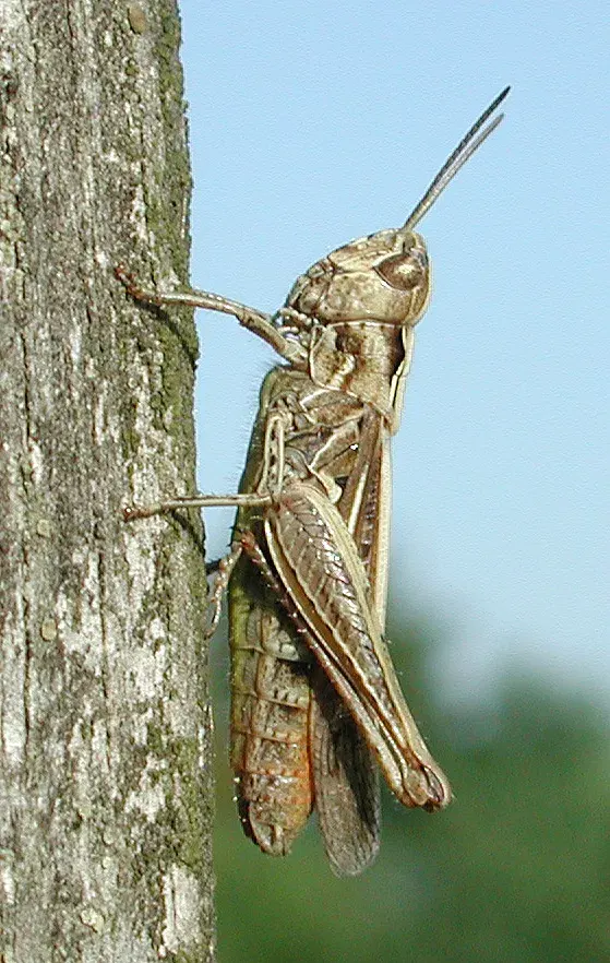 La carte Chorthippus biguttulus