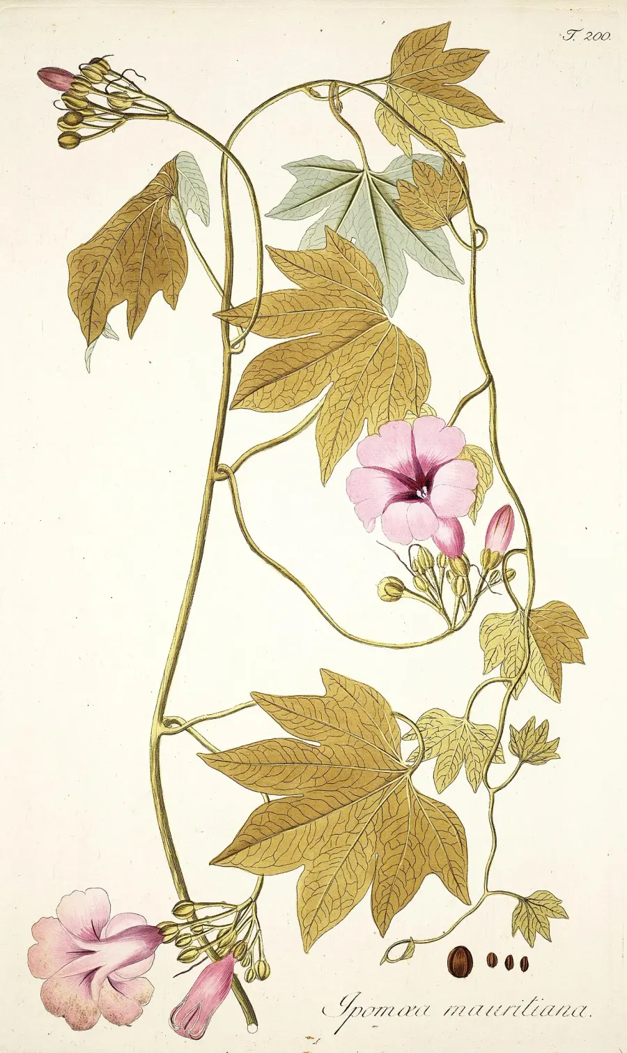 The Ipomoea mauritiana card