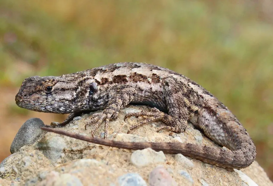 The Western fence lizard card