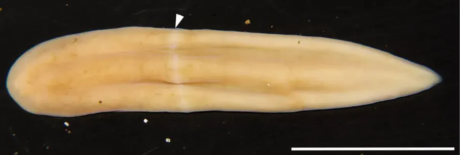 La carte Xenoturbella