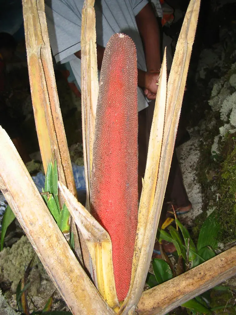 The Pandanus conoideus card