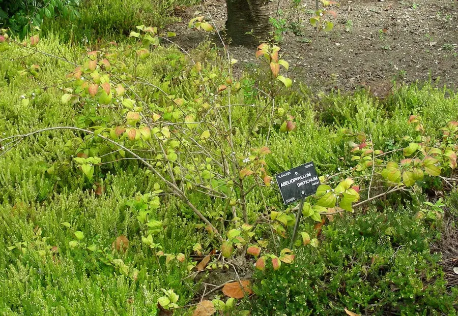 The Abeliophyllum distichum card