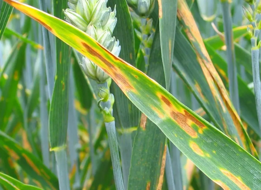 The Septoria card