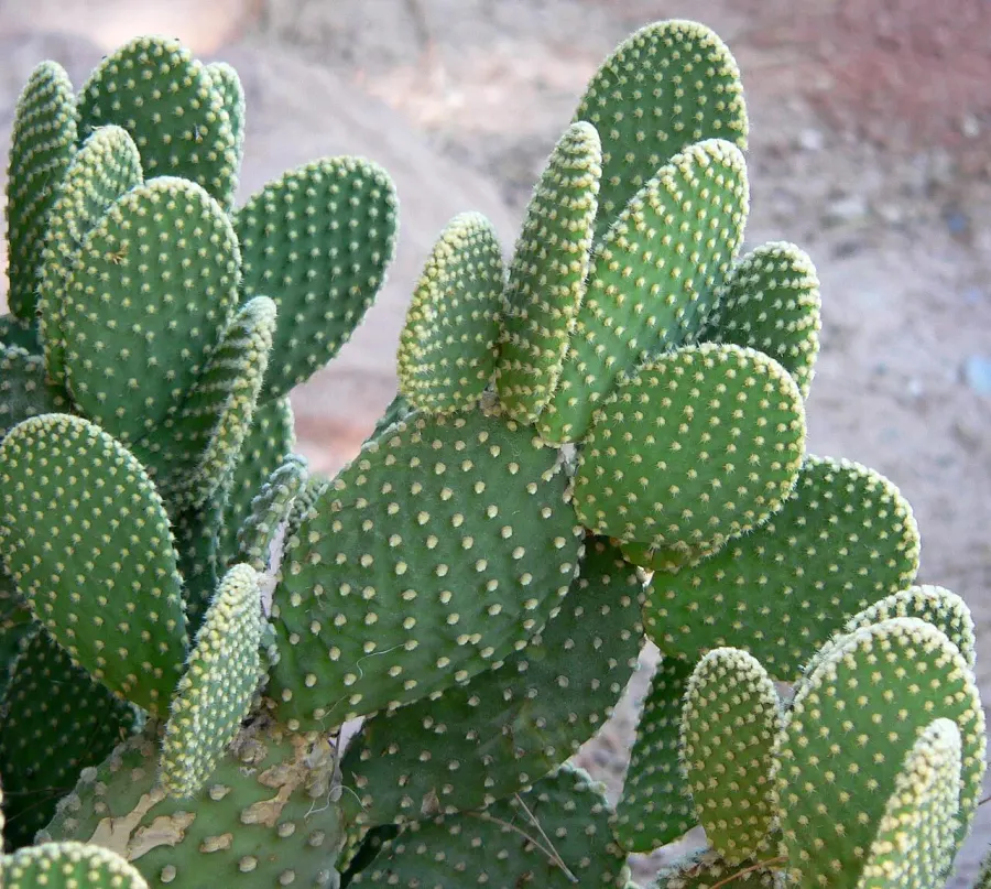 La carte Opuntia microdasys
