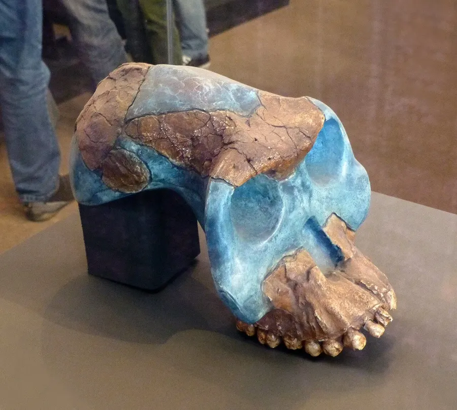 La carte Australopithecus garhi