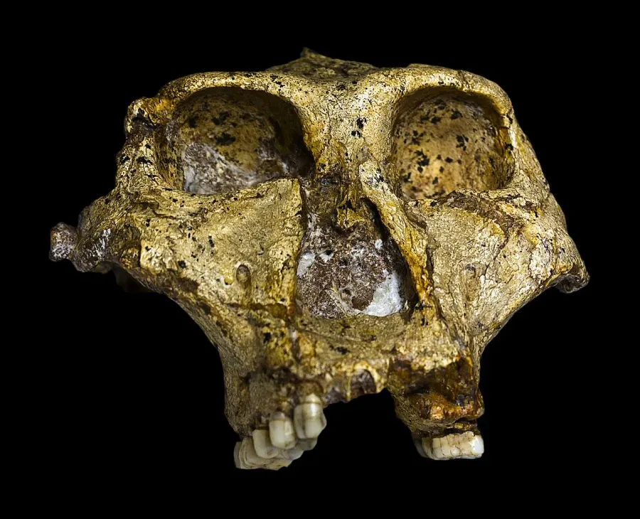 La carte Paranthropus robustus
