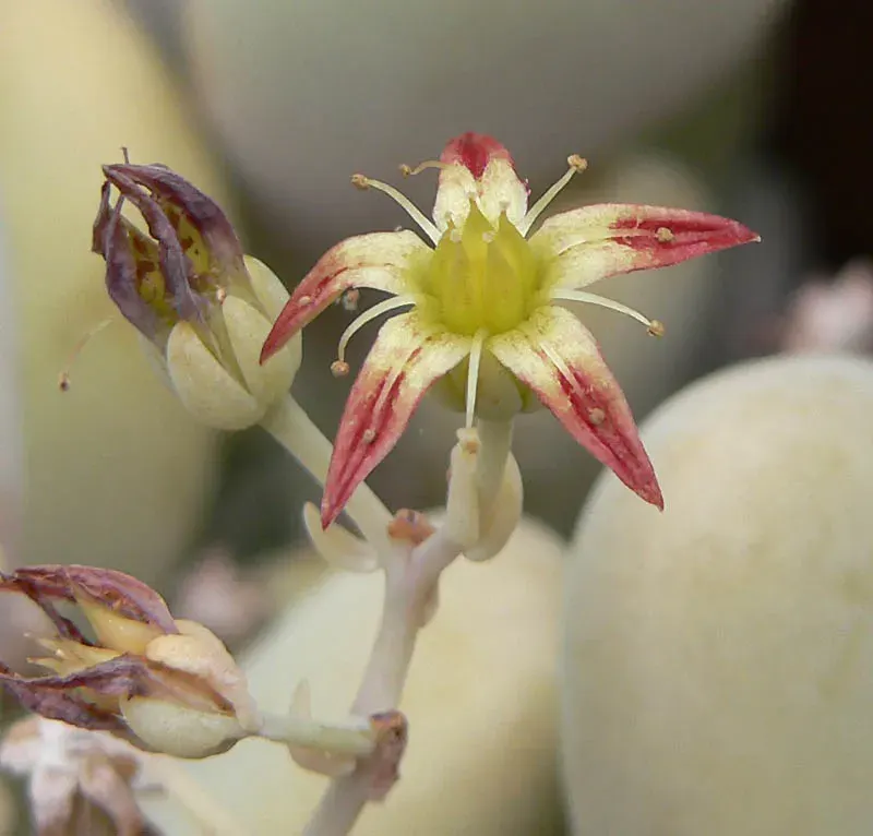 The Graptopetalum card