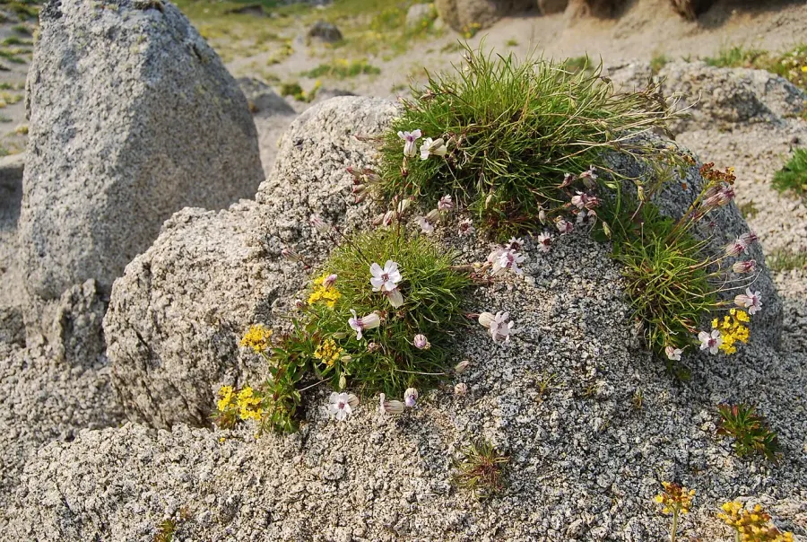 La carte Silene stenophylla
