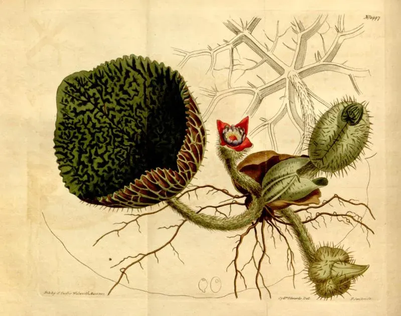 La carte Euryale ferox