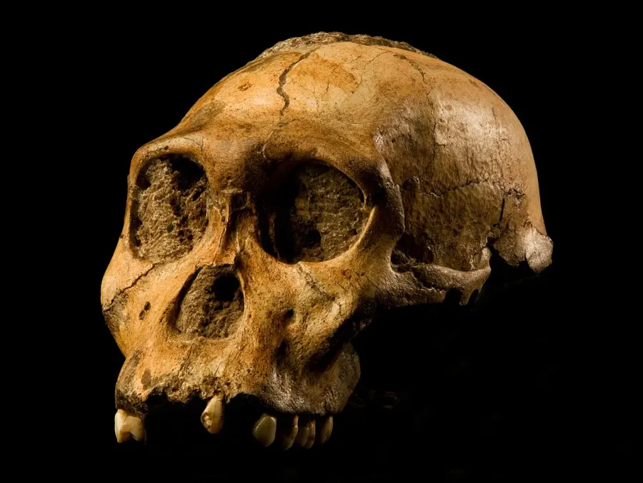 La carte Australopithecus sediba