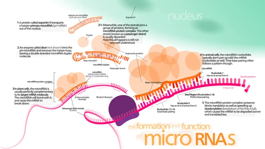 The MicroRNA card
