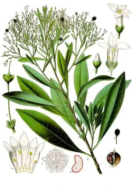 The Duboisia card