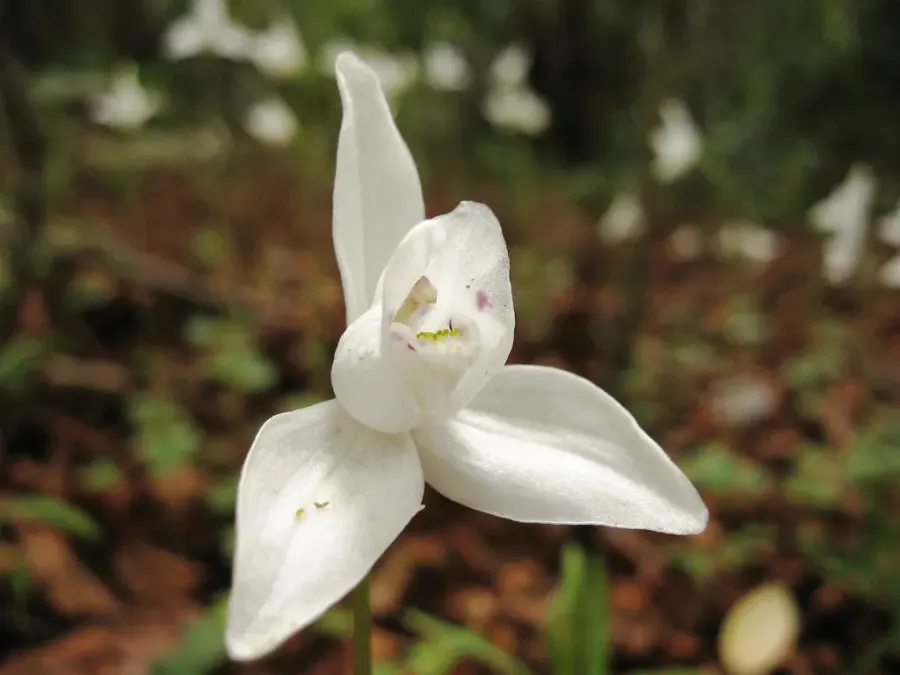 La carte Codonorchis