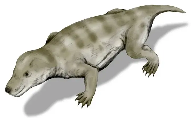 The Thrinaxodon card