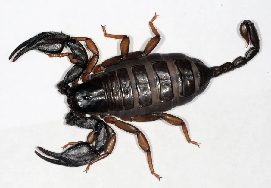 La carte Euscorpius italicus